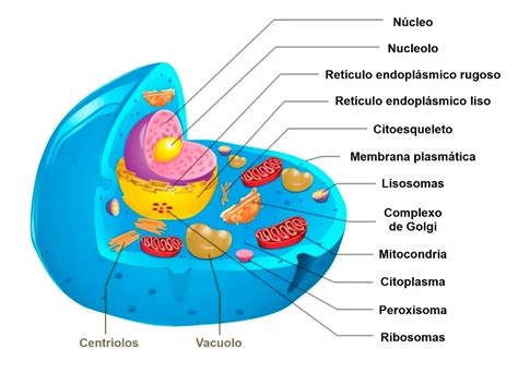 célula eucariótica - estrutura da célula animal